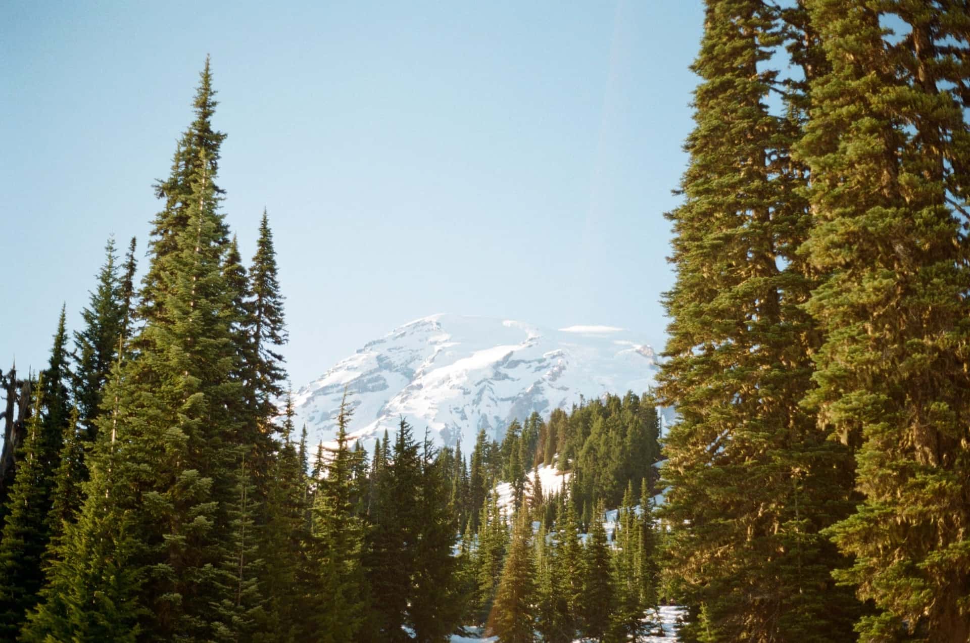 Mount Rainier Framed by Trees